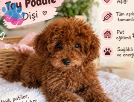 Toy Poddle - 8844