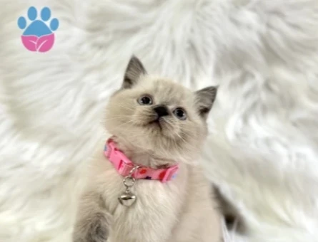 British Shorthair Blue Point Güzel Kızımız - 8856