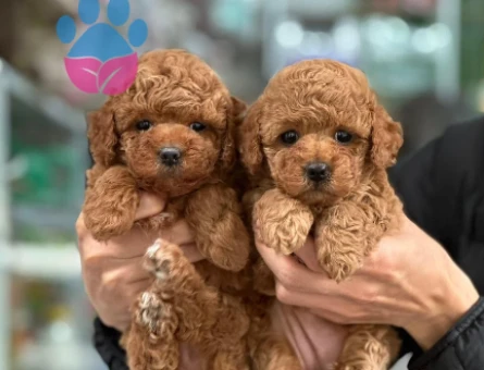 TOY POODLE YAVRULARIMIZ - 8860