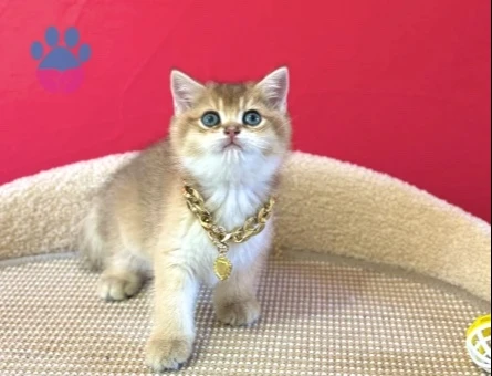 British Shorthair Golden Erkek Yavrumuz - 8867