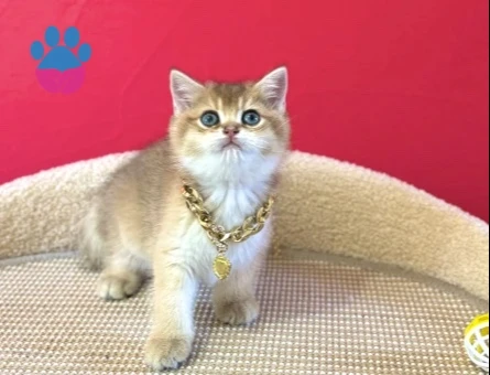British Shorthair Golden Erkek Yavrumuz - 8867