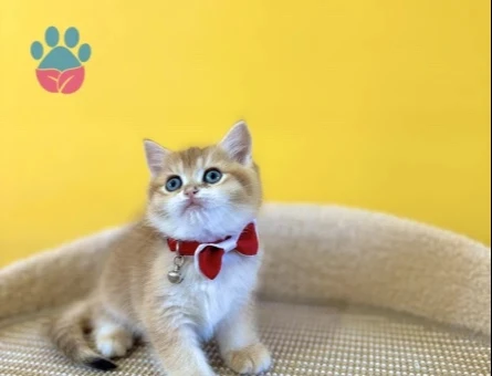British Shorthair Kırmızı Papyonlu Golden Yavrumuz - 8868