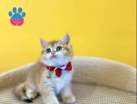 British Shorthair Kırmızı Papyonlu Golden Yavrumuz - 8868