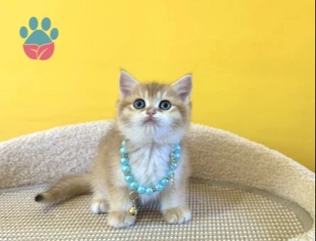 British Shorthair Golden Ny12 Erkek Yavrumuz - 8874