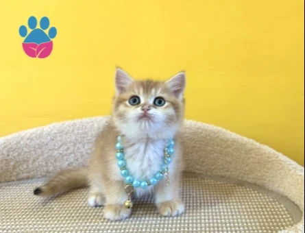 British Shorthair Golden Ny12 Erkek Yavrumuz - 8874
