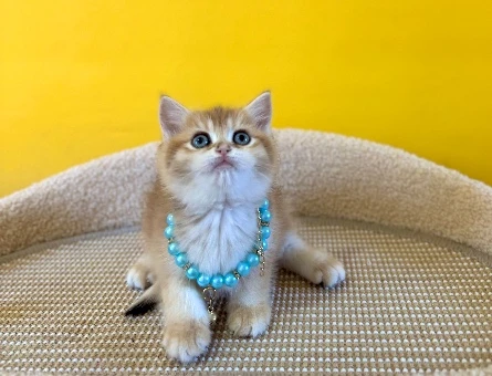 Golden British Shorthair Erkek Yavrumuz 2 Aylık - 8875