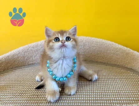 Golden British Shorthair Erkek Yavrumuz 2 Aylık - 8875