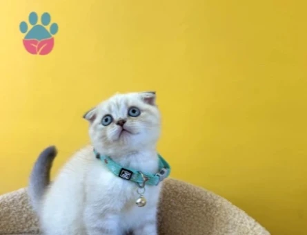 Scottish Fold Blue Point Renkli Gözlü Erkek Yavrumuz - 8876