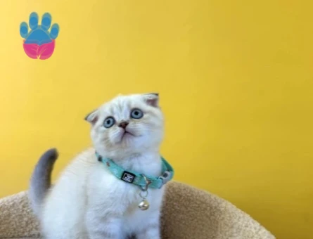Scottish Fold Blue Point Renkli Gözlü Erkek Yavrumuz - 8876