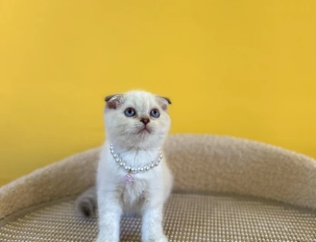 Blue Point Scottish Fold Dişi Yavrumuz 2 Aylık - 8877