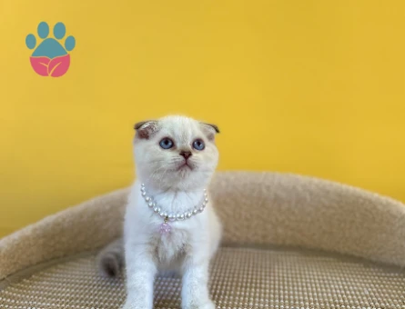 Blue Point Scottish Fold Dişi Yavrumuz 2 Aylık - 8877