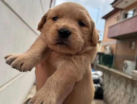 Golden retriver lütfen arayın - 8887