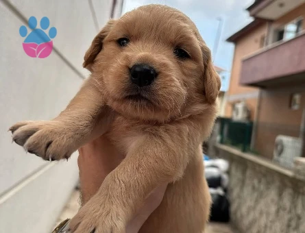 Golden retriver lütfen arayın - 8887