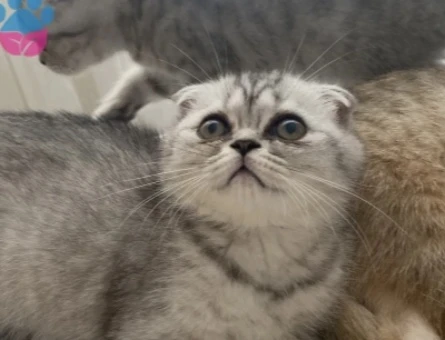 2.5 aylık scottish fold gri dişi yavru - 8893