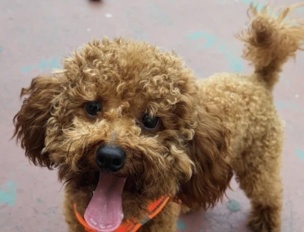 2 Yaşında Toy poodle Yuva Arıyor - 8973