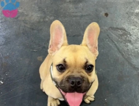 french bulldog - 8974