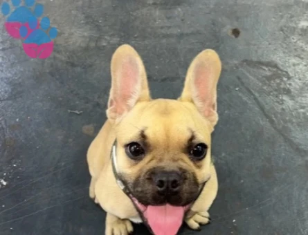 french bulldog - 8974