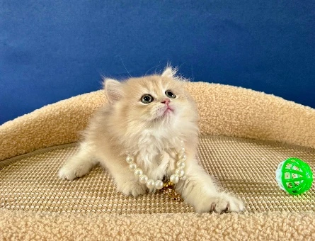 British Longhair Ay12 Dişi 2 Aylık - 8979