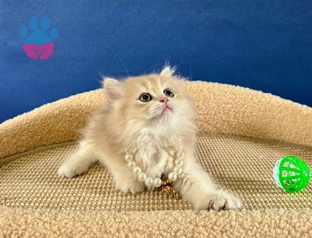 British Longhair Ay12 Dişi 2 Aylık - 8979