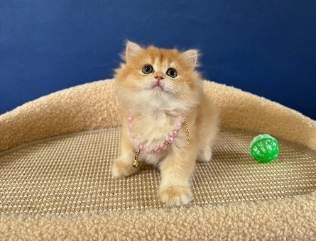British Longhair Golden Altın Yıldız Yavrumuz - 8980
