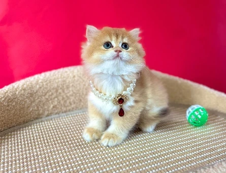 British Longhair Şeker Kız Golden Dişi Yavrumuz - 8984