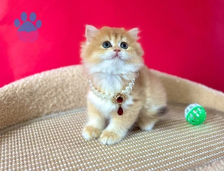 British Longhair Şeker Kız Golden Dişi Yavrumuz - 8984