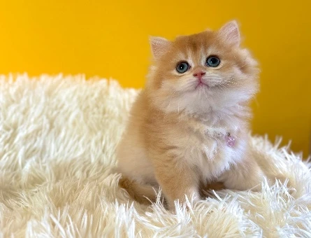 British Longhair Golden Mükemmel Yavrumuz - 8985
