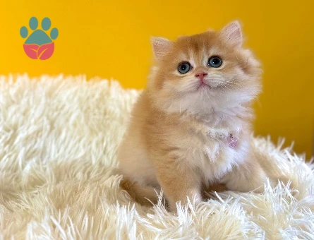 British Longhair Golden Mükemmel Yavrumuz - 8985