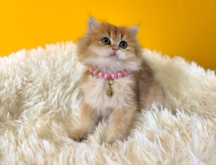 Sarı Çiçeğimiz British Longhair Dişi Yavrumuz - 8986