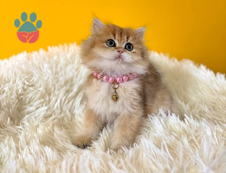 Sarı Çiçeğimiz British Longhair Dişi Yavrumuz - 8986