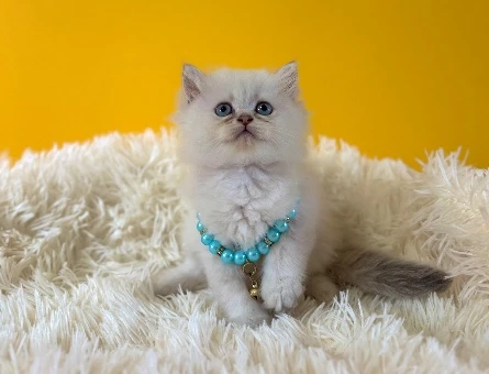 Mavi Boncuk British Longhair Erkek Yavrumuz - 8988