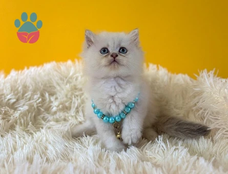 Mavi Boncuk British Longhair Erkek Yavrumuz - 8988