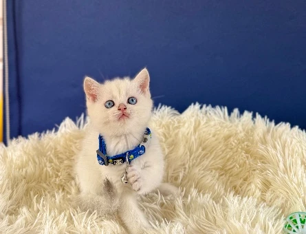 British Shorthair Silver Point 2 Aylık - 8991