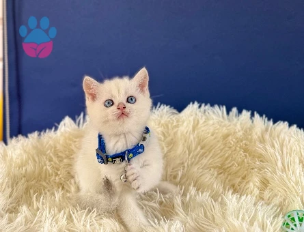 British Shorthair Silver Point 2 Aylık - 8991