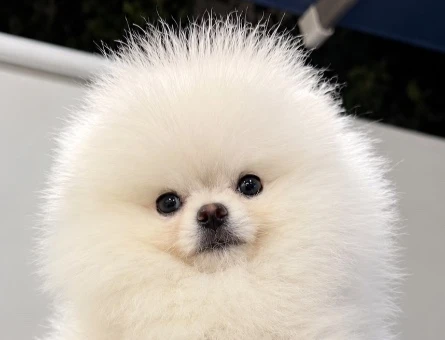 POMERANIAN ÜRETİM ÇİFTLİĞİNDEN - 8996