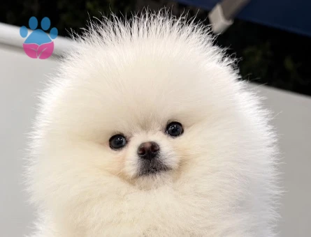 POMERANIAN ÜRETİM ÇİFTLİĞİNDEN - 8996