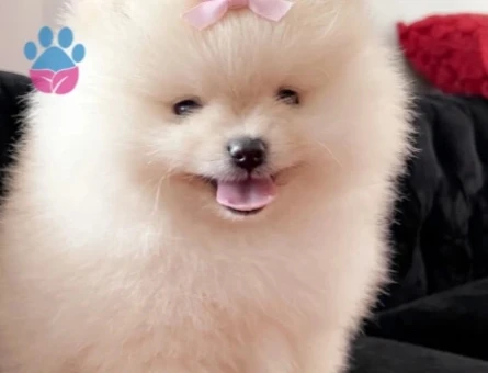 POMERANİAN BOO BABY FACE - 8997