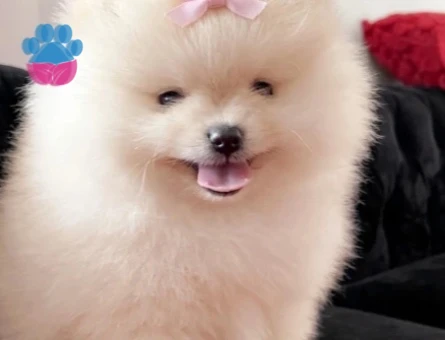 POMERANİAN BOO BABY FACE - 8997