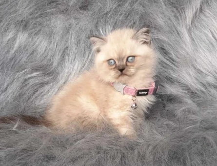 2 Aylık British Shorthair Point Yavrularımız