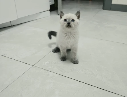 British Shorthair Yavru kedi - 9009