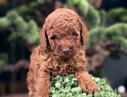 2 Aylık Toy Poodle Yavrularımız - 9016