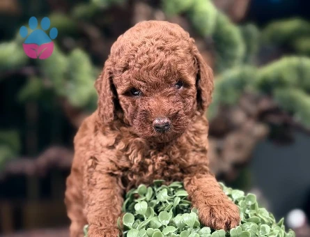 2 Aylık Toy Poodle Yavrularımız - 9016