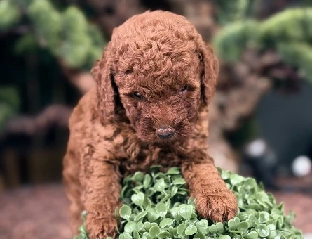 Şahane Yavrular Safkan Toy Poodle - 9017