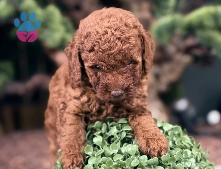 Şahane Yavrular Safkan Toy Poodle - 9017