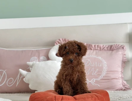 2,5 aylık toy poodle yavruları - 9025