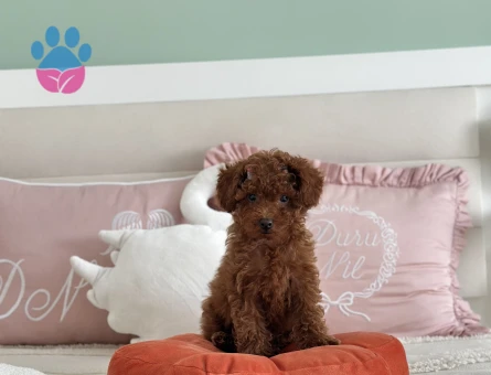 2,5 aylık toy poodle yavruları - 9025