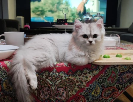 British Longhair Pastil Yuva Arıyor - 9040