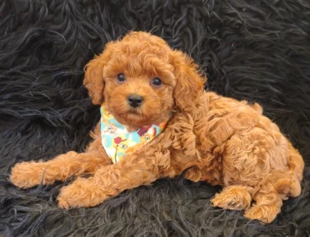 Red Toy Poodle Erkek - 9041