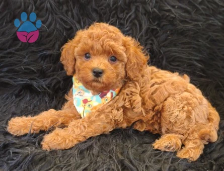 Red Toy Poodle Erkek - 9041