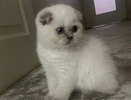 2 aylık Scottish fold Yuva Arıyor - 9042